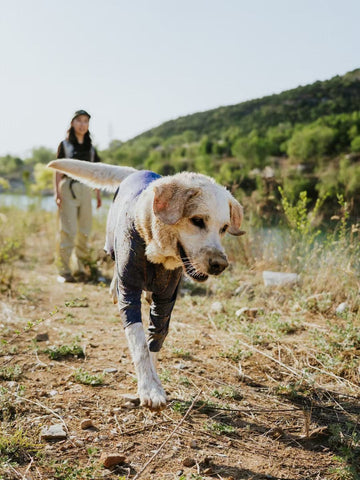 Blackdoggy dogwear Go wherever you go